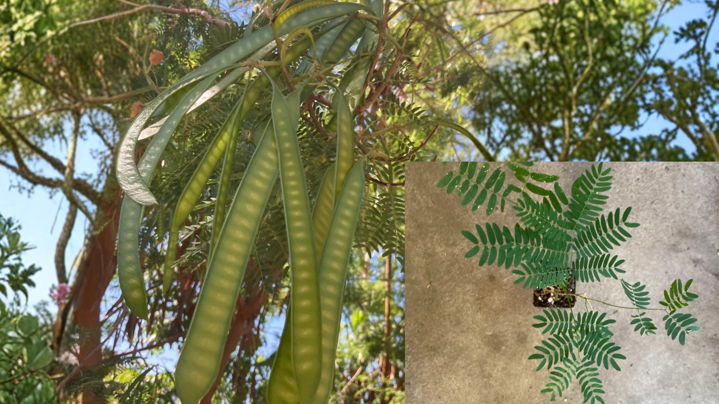 Guaje Huaje Miracle Tree Live Plant 5–12 Inches Tall – Leucaena leucocephala