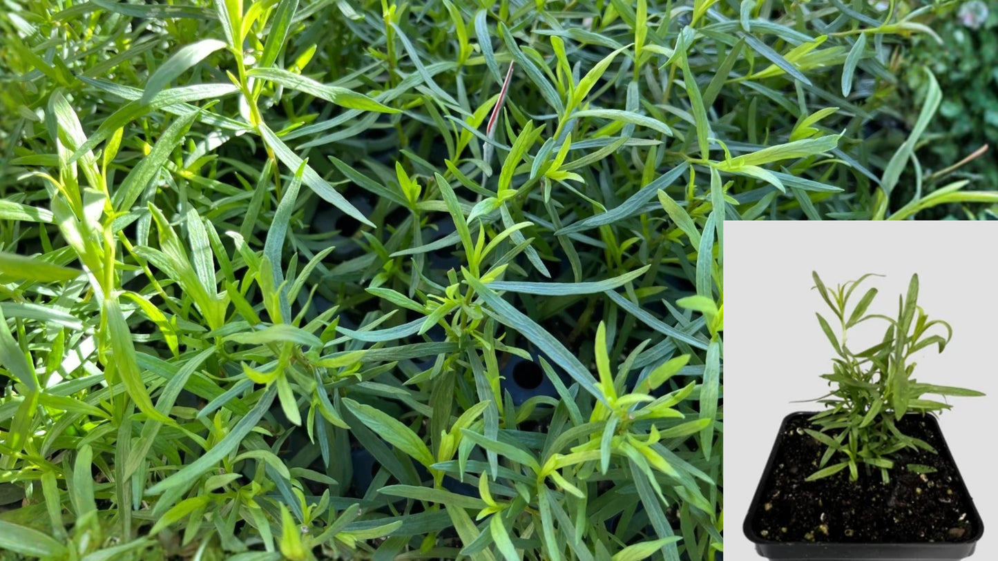French Tarragon Live Plant – 1 Inch Starter Plug – Artemisia dracunculus