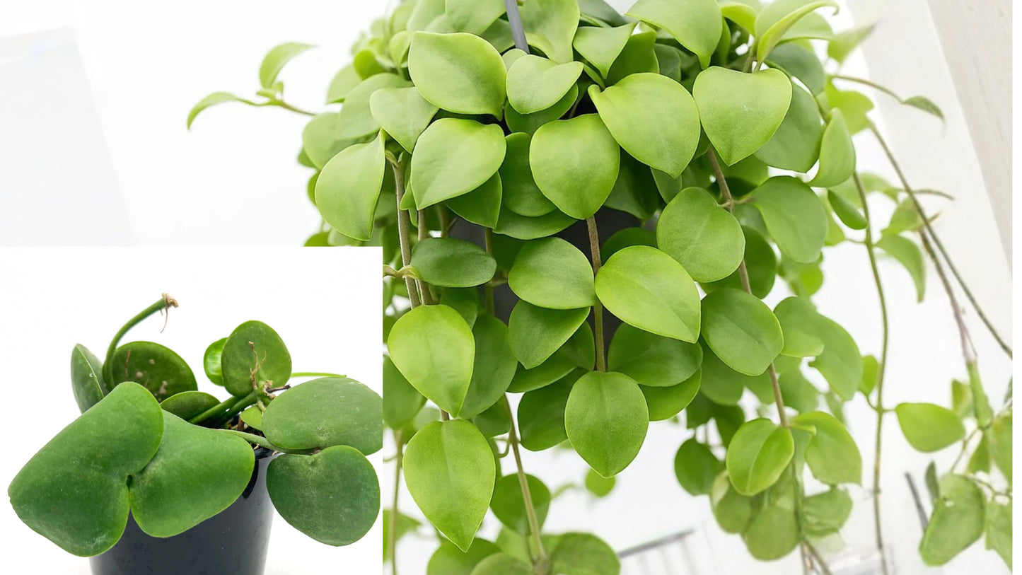 Dischidia Imbricata Live Plant – Dischidia imbricata – Tropical Epiphytic Houseplant