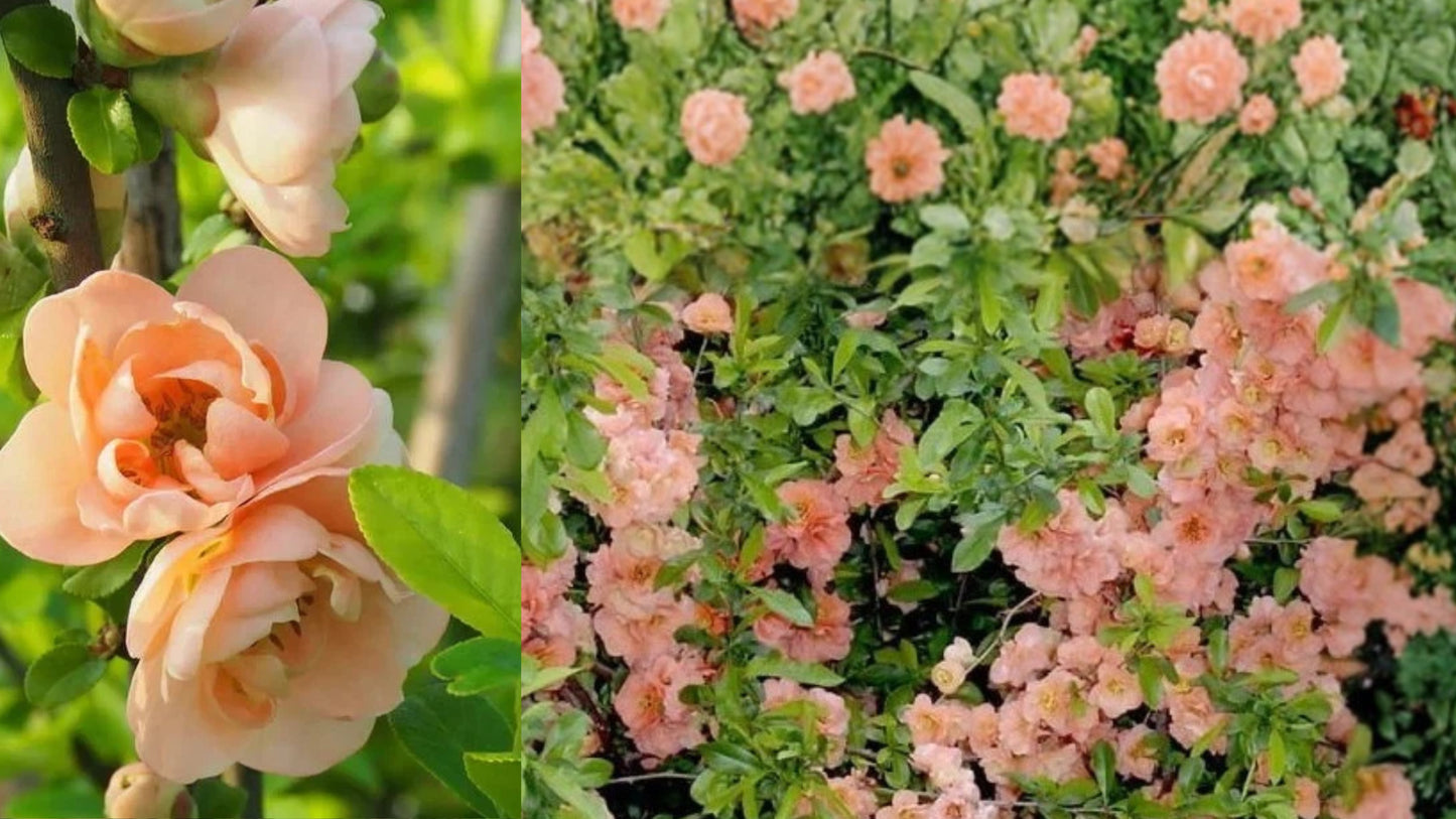 Cameo Flowering Quince Live Plant 3.5 Inch Pot – Chaenomeles