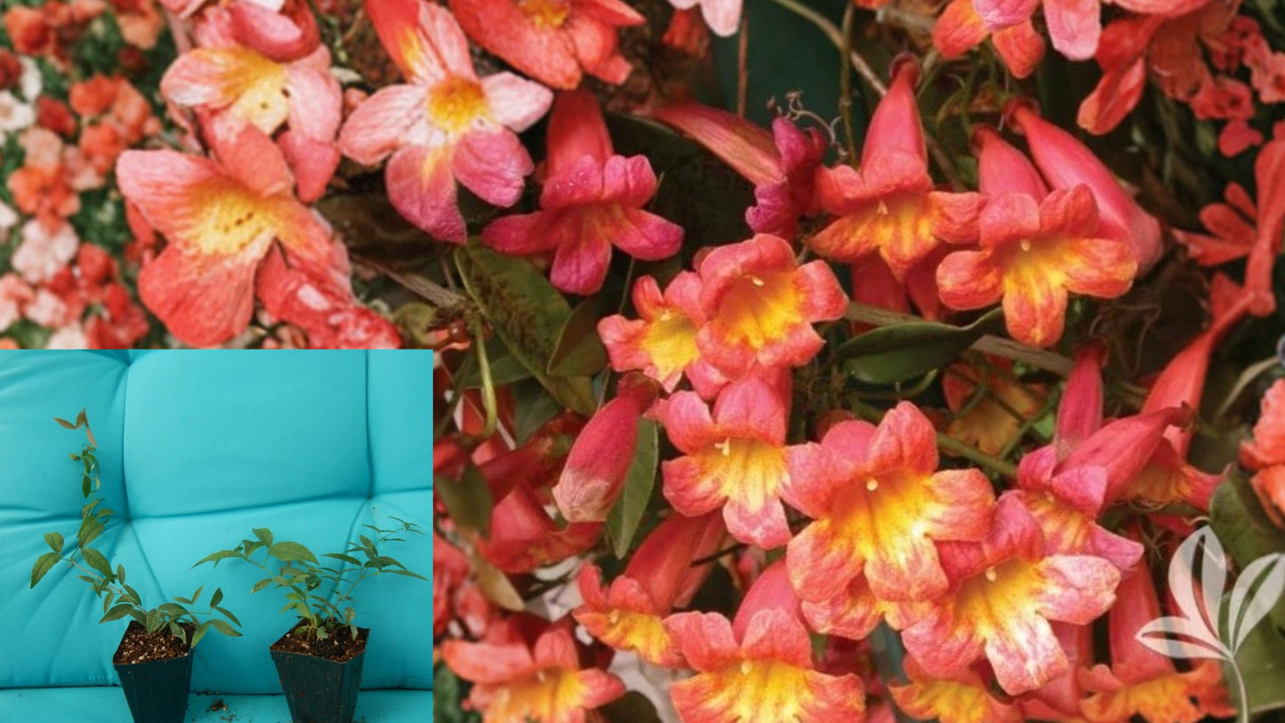 Tangerine Beauty Crossvine Live Plant – Rooted Starter – Bignonia
