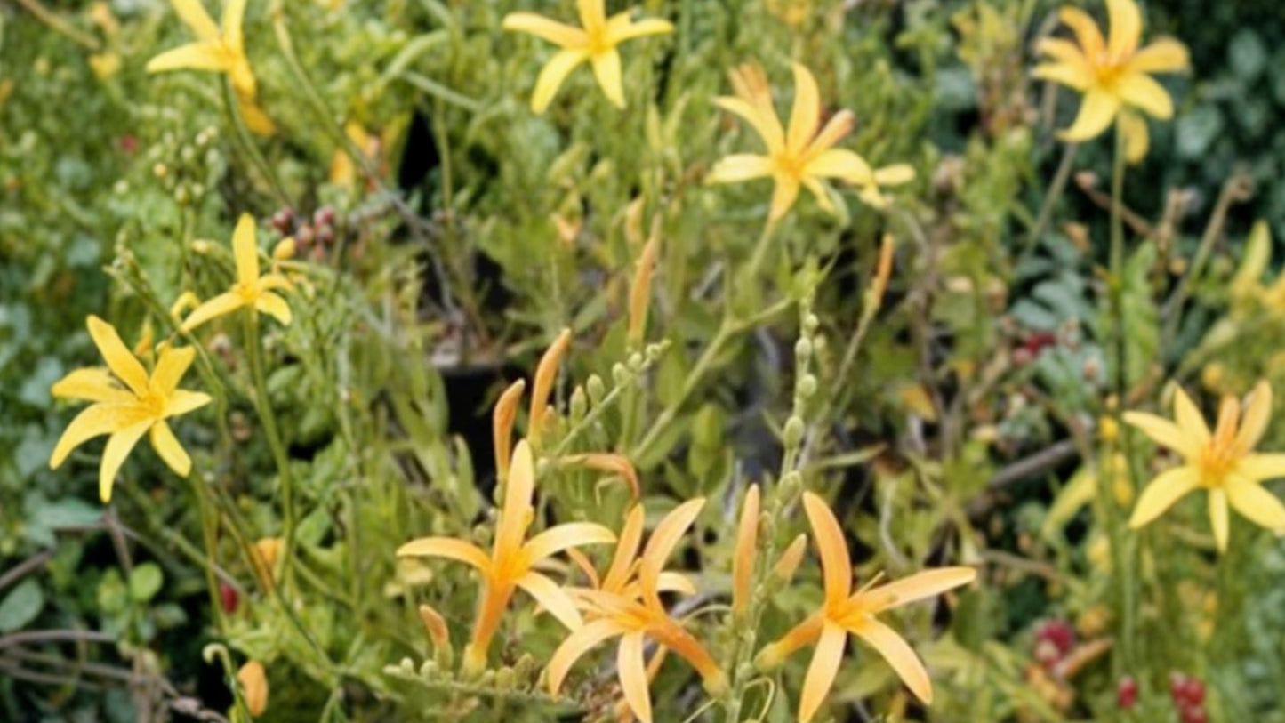 Flame Acanthus 'Benny's Gold' Live 1 Gallon Plant – Fully Rooted – Anisacanthus quadrifidus var. wrightii