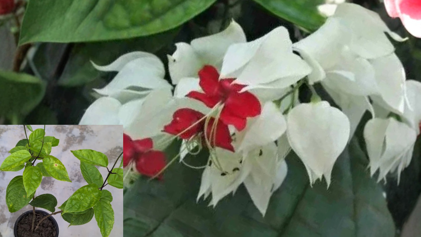 White Bleeding Heart Vine Live Plant – Potted – Clerodendrum thomsoniae