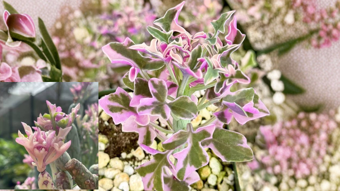 Pink Variegated Candle Plant Live Plant in 4 Inch Pot – Rare Succulent Houseplant – Senecio articulatus 'Variegata'