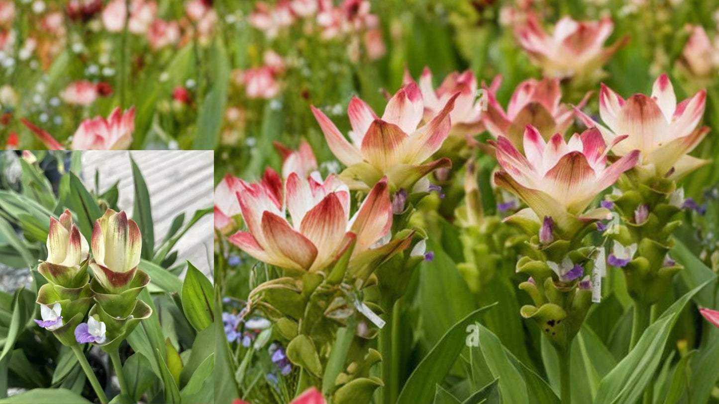 Curcuma Siam Solar Live Plant – 4–6 Inch Starter – Curcuma spp.
