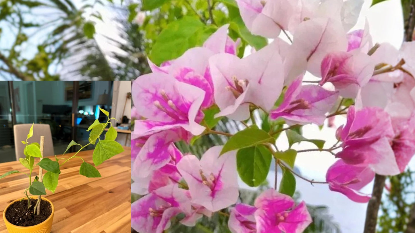 Imperial Thai Delight Bougainvillea 2 Live Plants – 4–6 Inch Plugs
