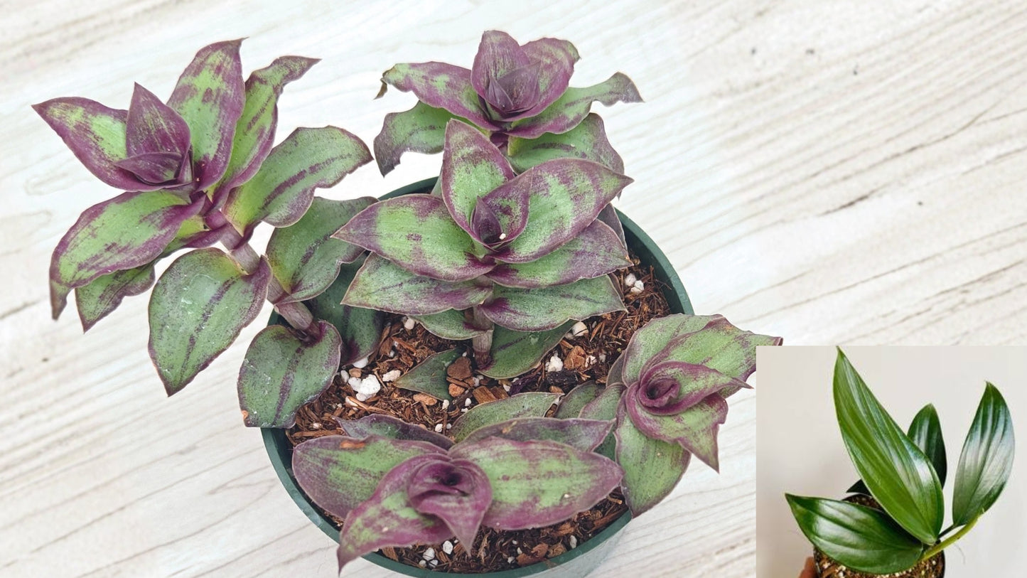 Tradescantia 'Dragon Tail' Live Plant 4 Inch Pot – Trailing Houseplant
