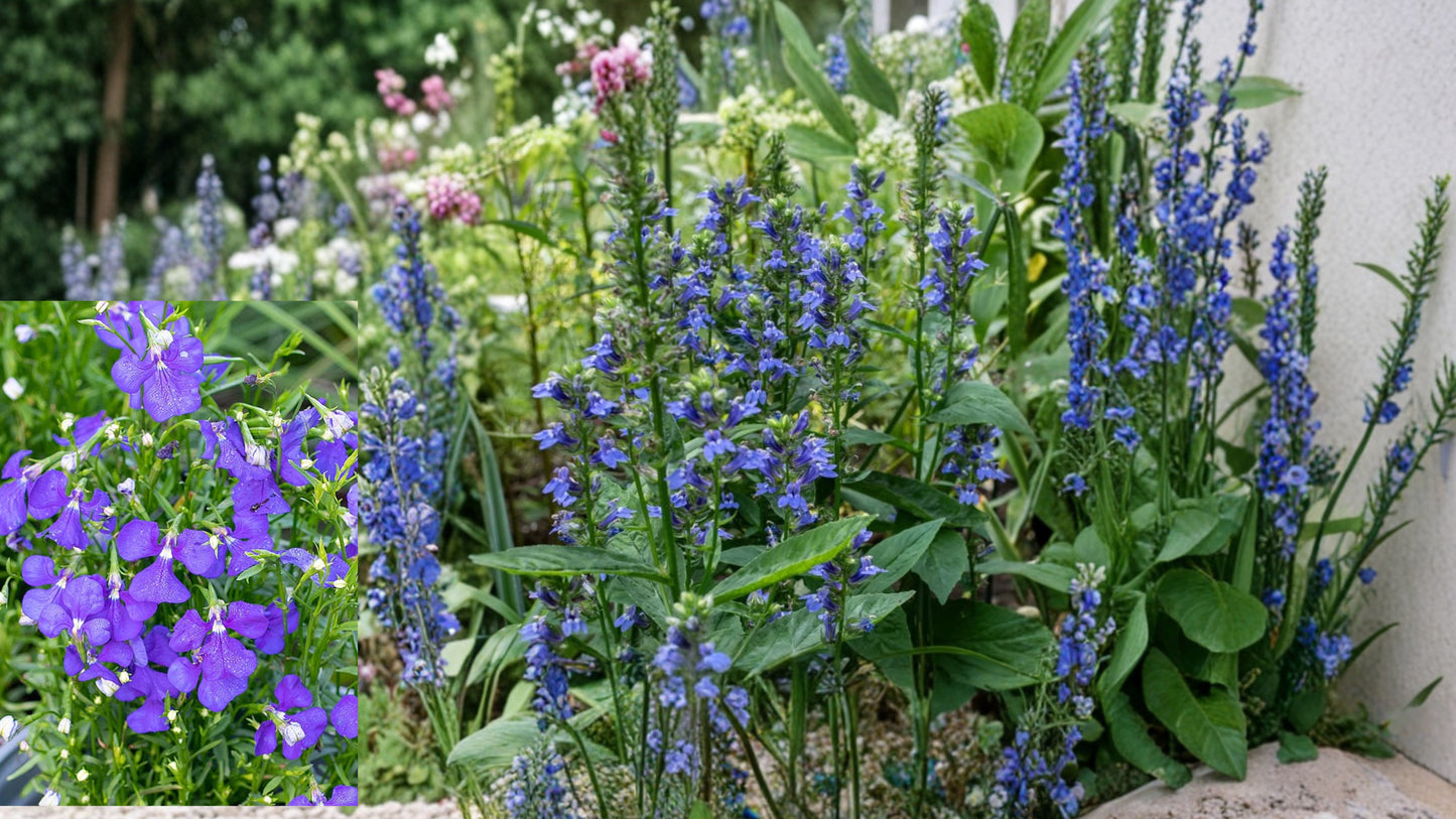 Blue Lobelia Live Plant – 4 Inch Pot – Lobelia erinus