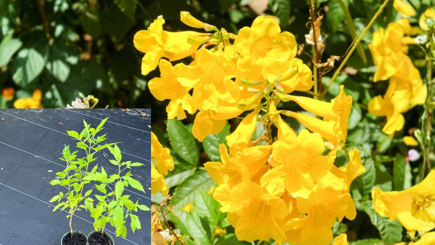 Yellow Bells Live Plants 2 Pack 4–6 Inches Tall – Bare Root – Tecoma stans