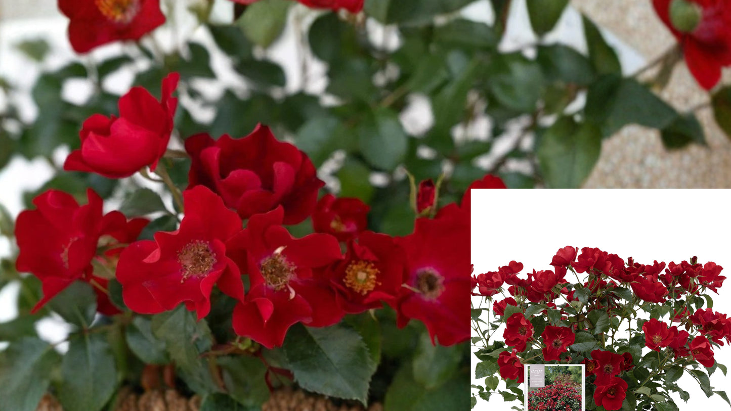 Scarlet Drift® Groundcover Rose Live Plant 1 Quart – Rosa 'Scarlet Drift'