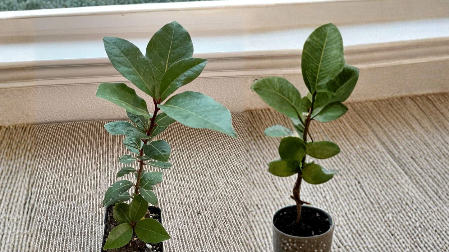 Sweet Bay Laurel Live Plant – Culinary Bay Leaf – Laurus nobilis