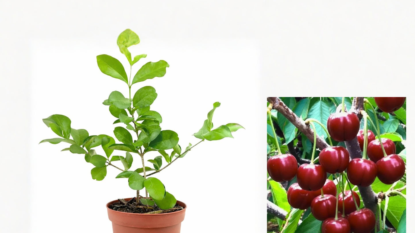 Barbados Cherry Live Plant in 4-Inch Pot – Malpighia emarginata Tropical Fruit Shrub