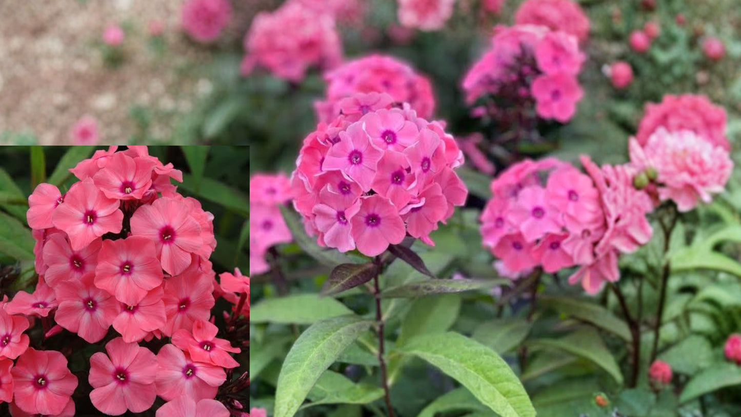 Garden Phlox 'Coral Crème Drop' Live Starter Plant – Phlox paniculata