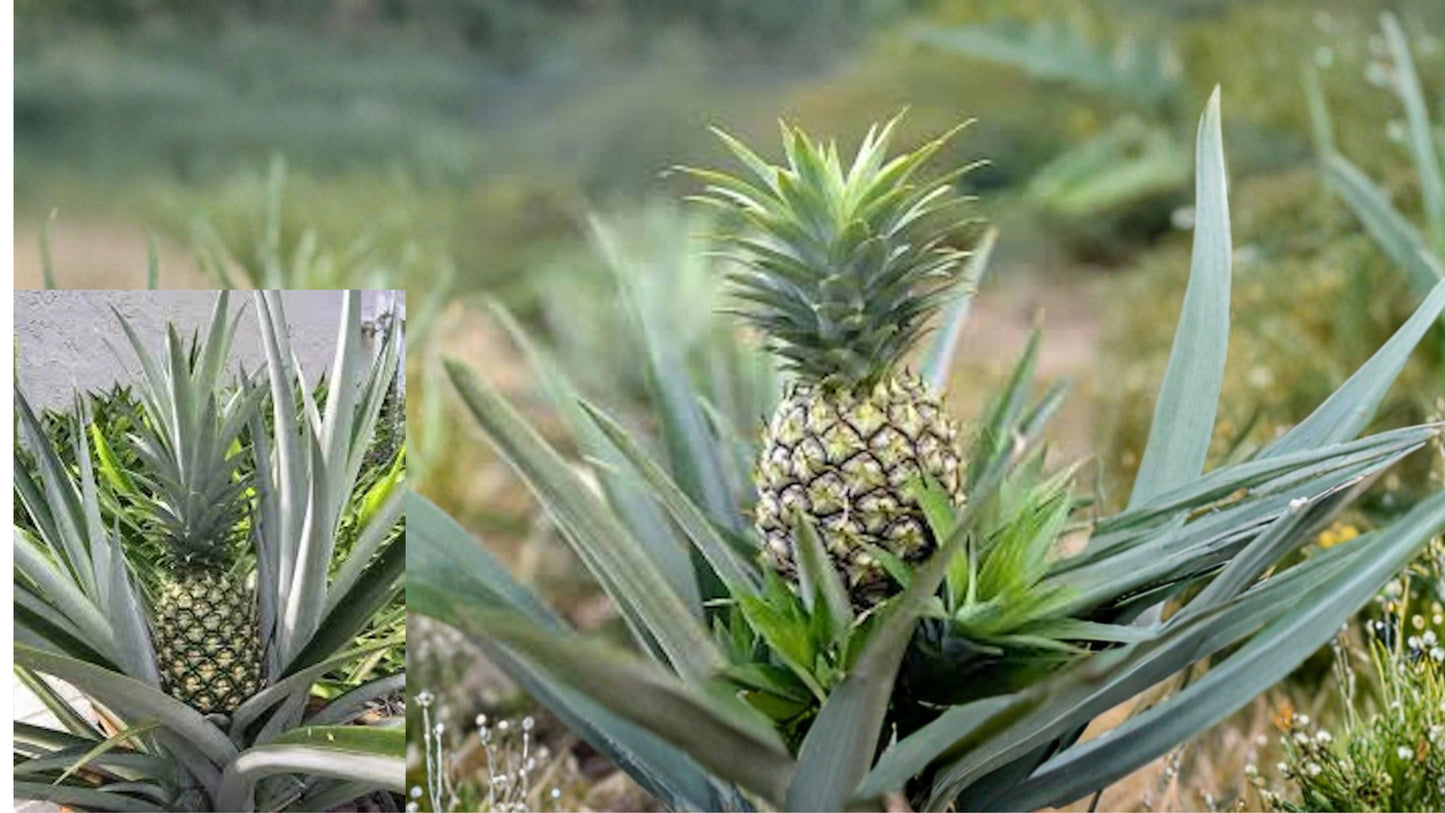 Florida Special Pineapple 1 Live Starter Plant – Ananas comosus – 3–4"