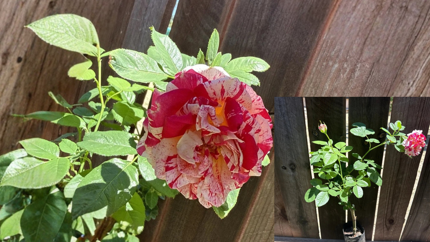 Striped Red & White Rose Live Plant – 1–2 Feet – Ready to Transplant