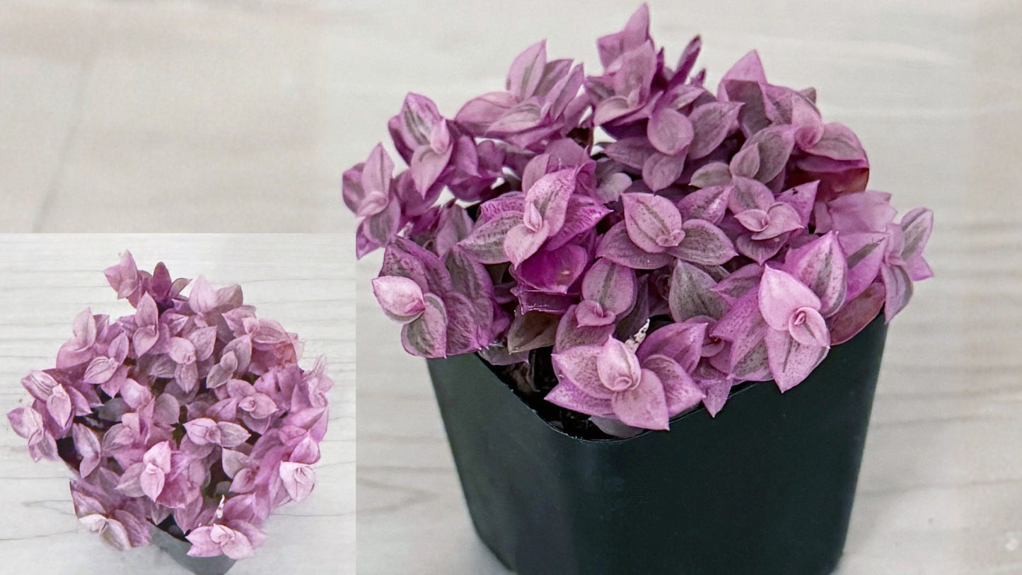 Pink Lady Callisia Repens Live Plant – 2 Inch Pot – Variegated Succulent