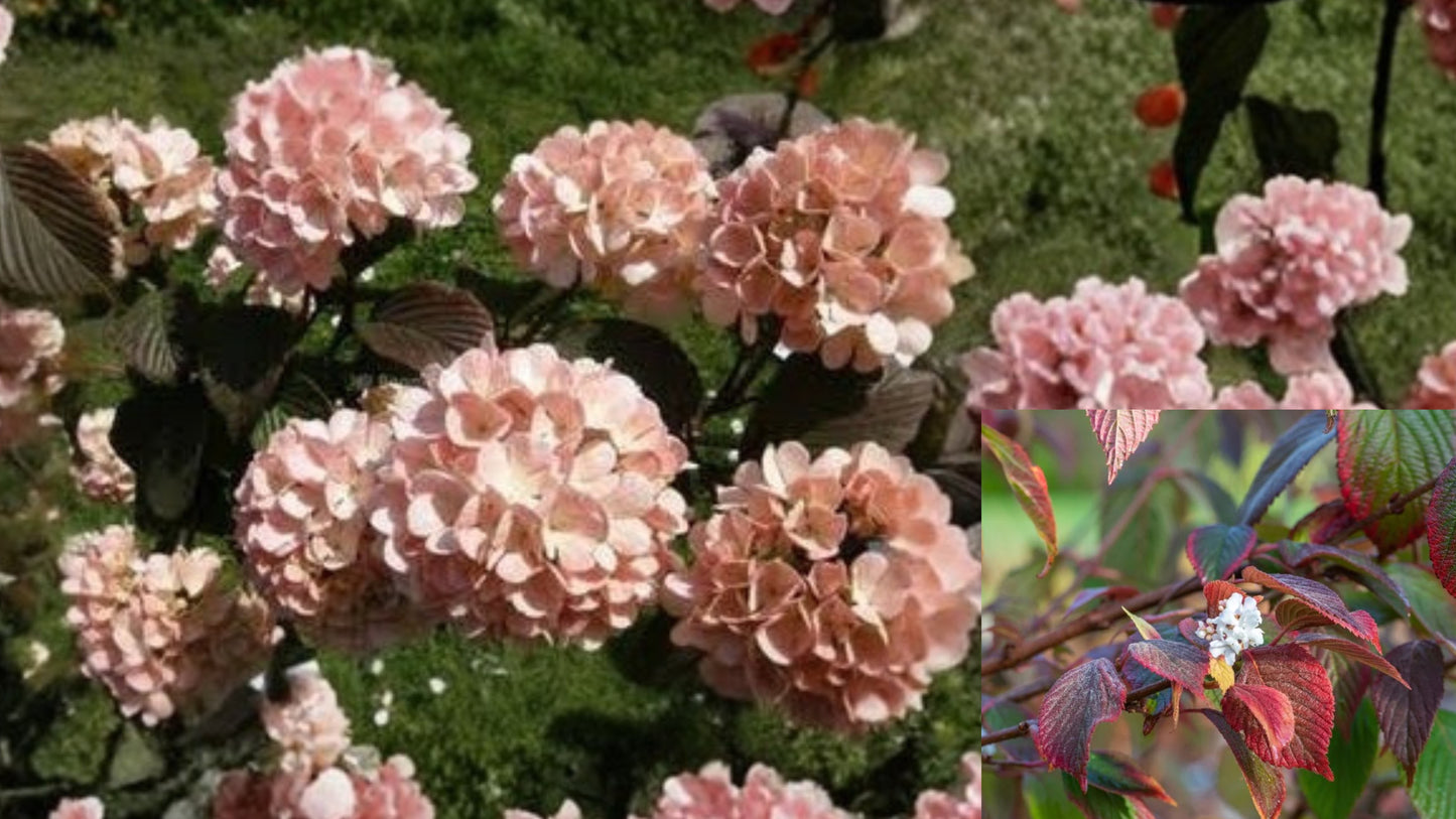 Mary Milton Japanese Snowball Viburnum Live Plant 3.5 Inch Pot – Viburnum plicatum 'Mary Milton'