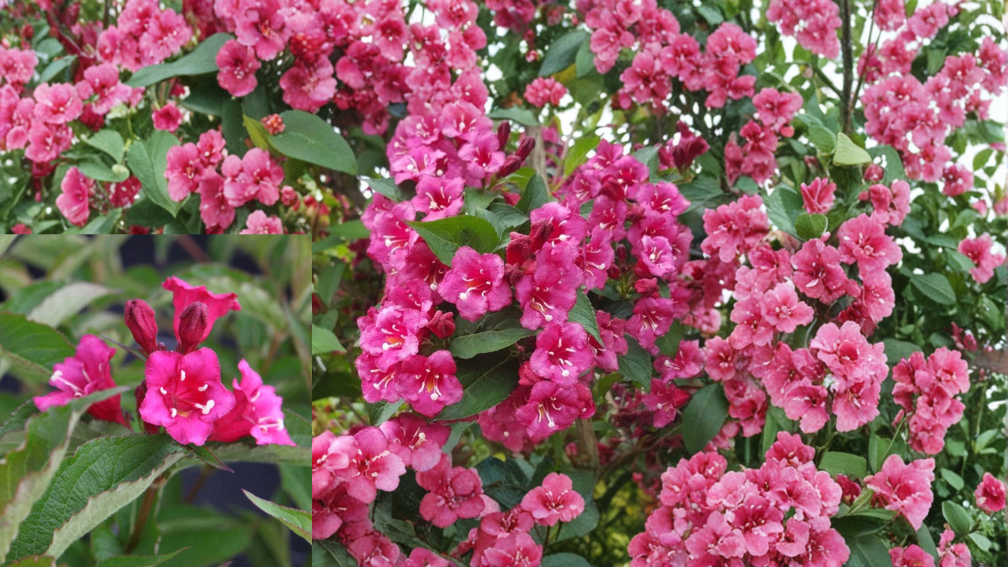 Ruby Red Weigela Live Plant 6–12" Tall in 4" Pot – Weigela florida Flowering Shrub
