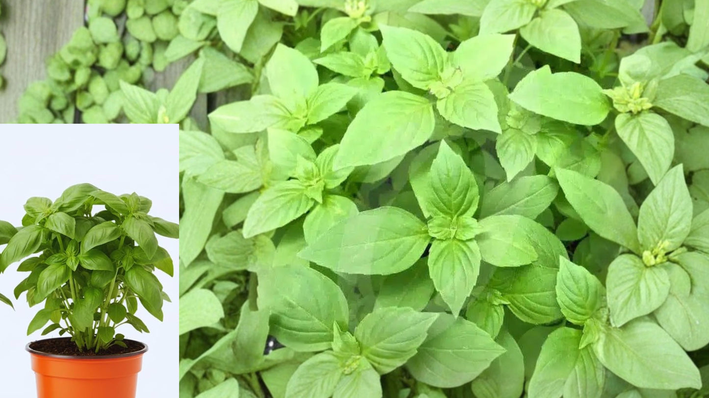 2 Lemon Basil Live Plants – Ocimum basilicum – 4" Pots