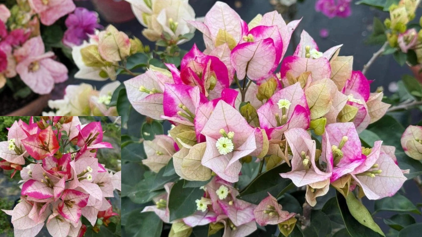 Bougainvillea 'Marilda' Live Plant – 2 Gallon Vine – Multicolor Bracts
