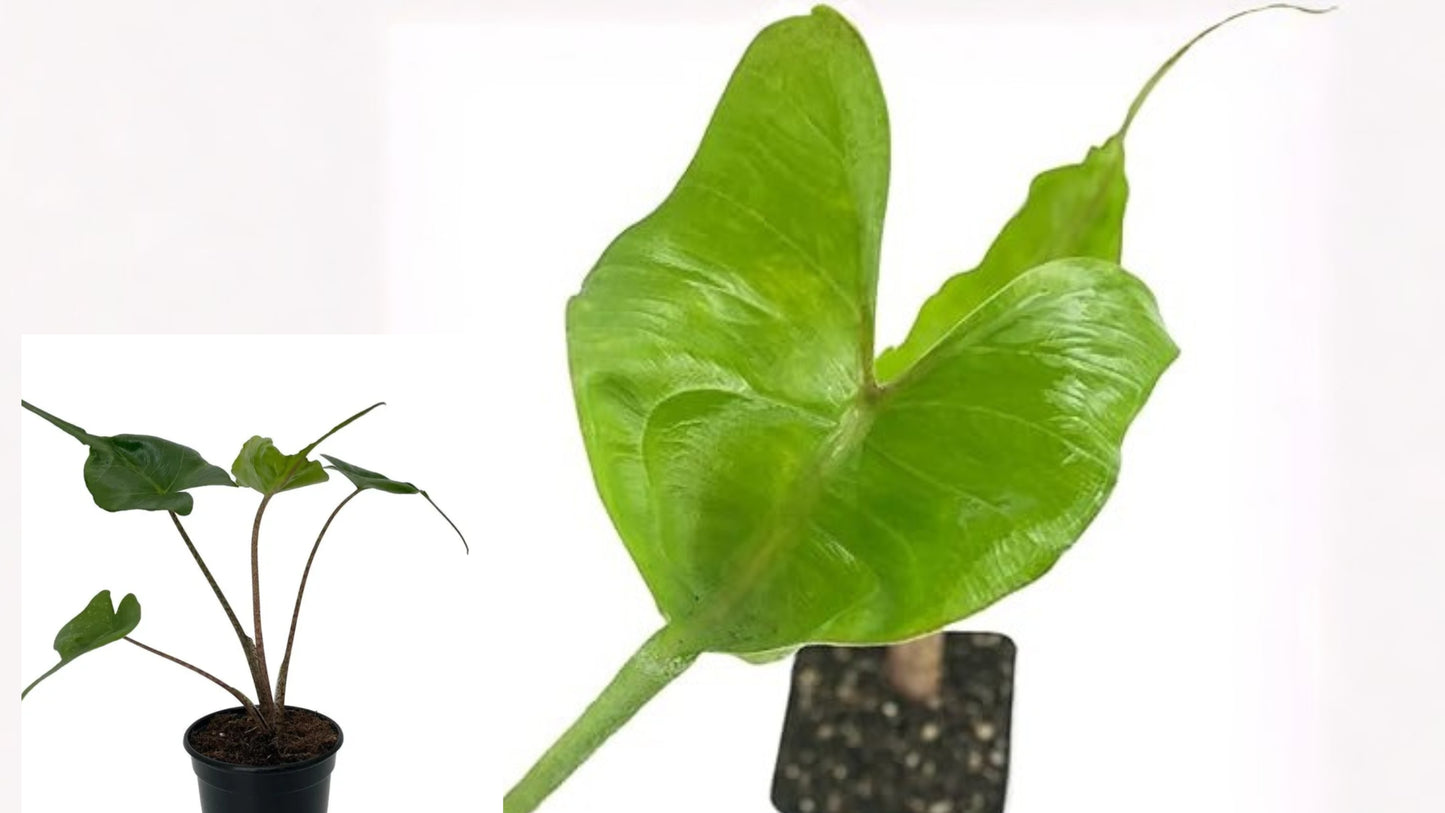 Stingray Elephant Ear Live Plant – 3–8 Inch Alocasia in 3-Inch Pot