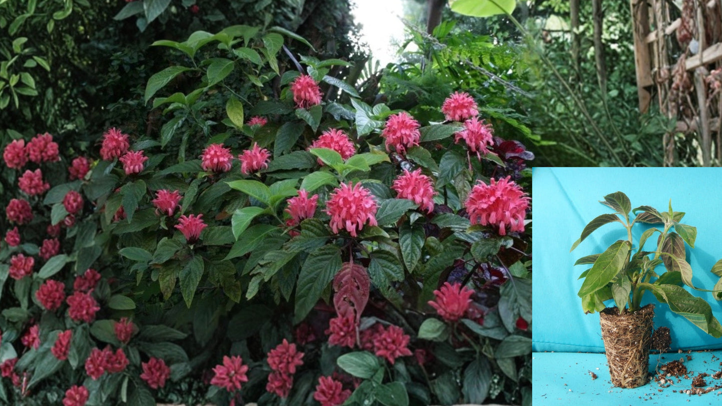 Pink Flamingo Brazilian Plume Live Plant – 1 Rooted Starter – Justicia carnea