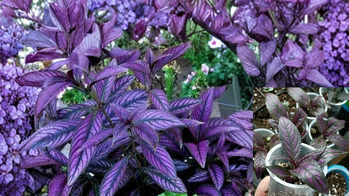 Persian Shield 'Halloween Queen' Live Plants 2 Pack – Strobilanthes dyerianus