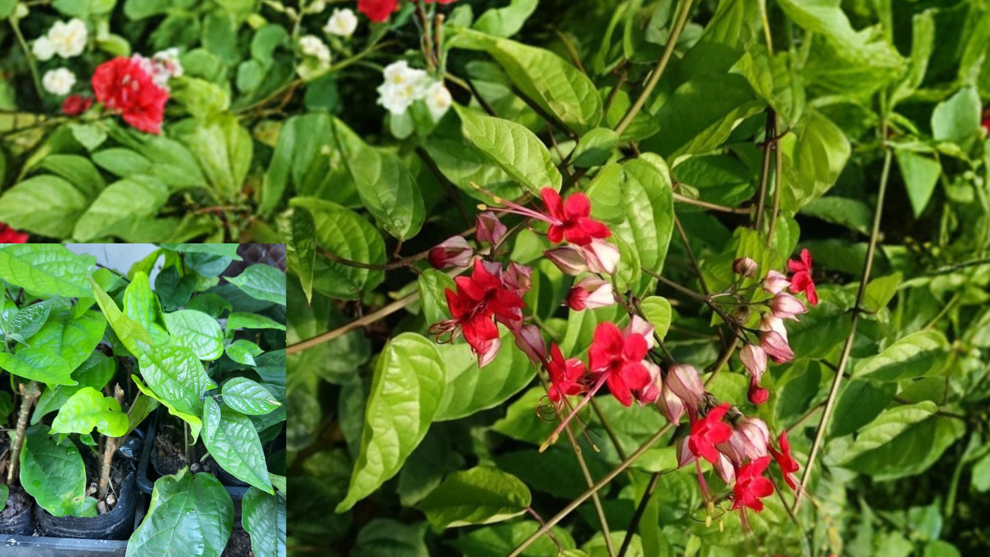 Red Bleeding Heart Live Plant in Pot – Dicentra spectabilis (Asian Bleeding Heart)
