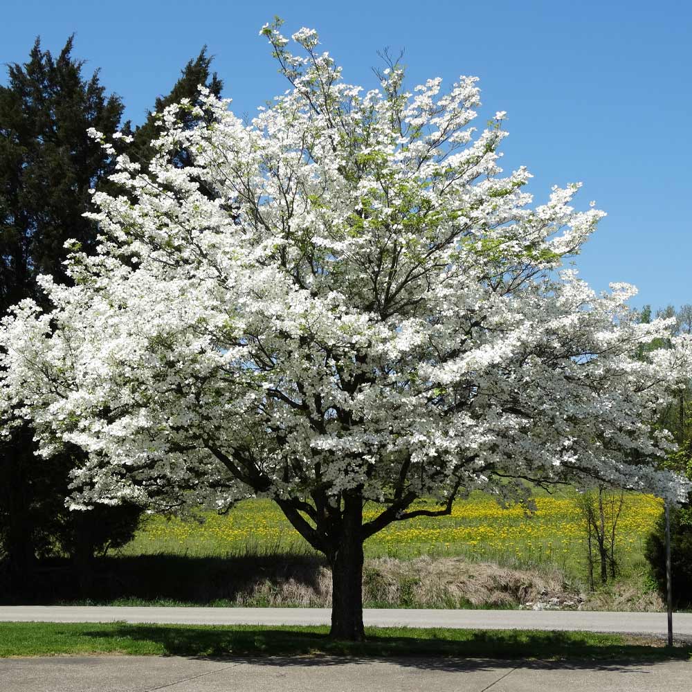 12 Unrooted Cuttings American White Dogwood Scions (Cornus florida) for Grafting or Rooting – Flowering Tree Starter