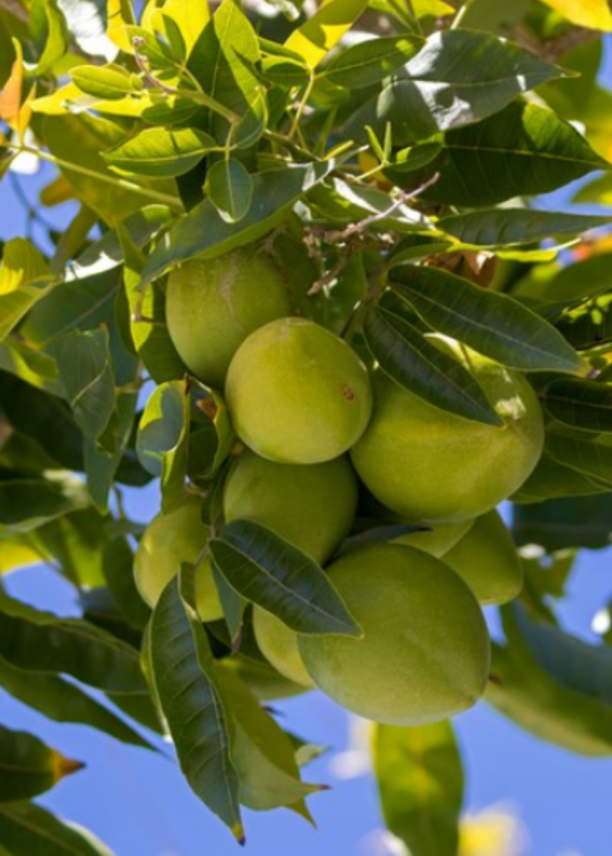 White Sapote (Casimiroa edulis)