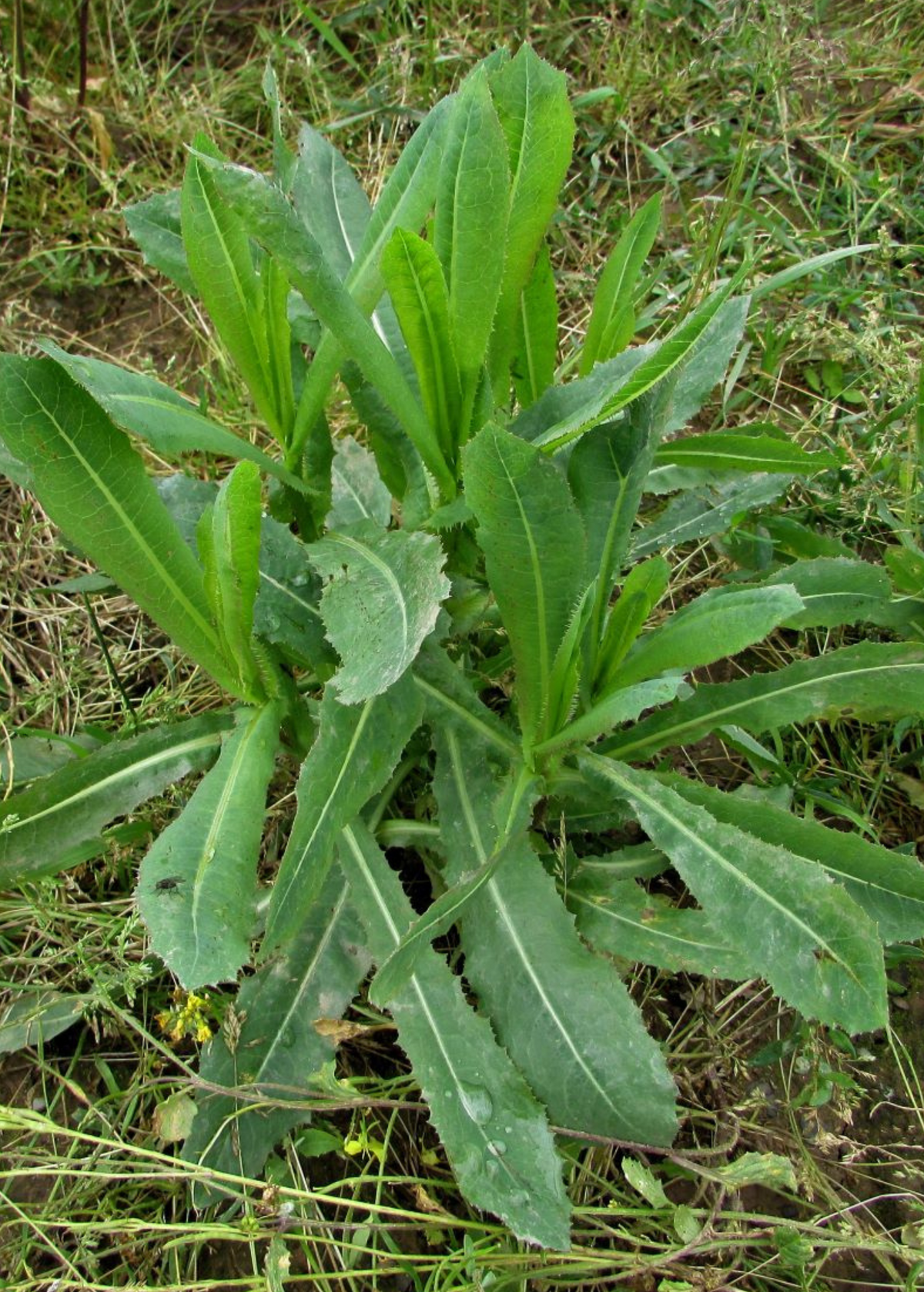 Wild Lettuce (Lactuca virosa)