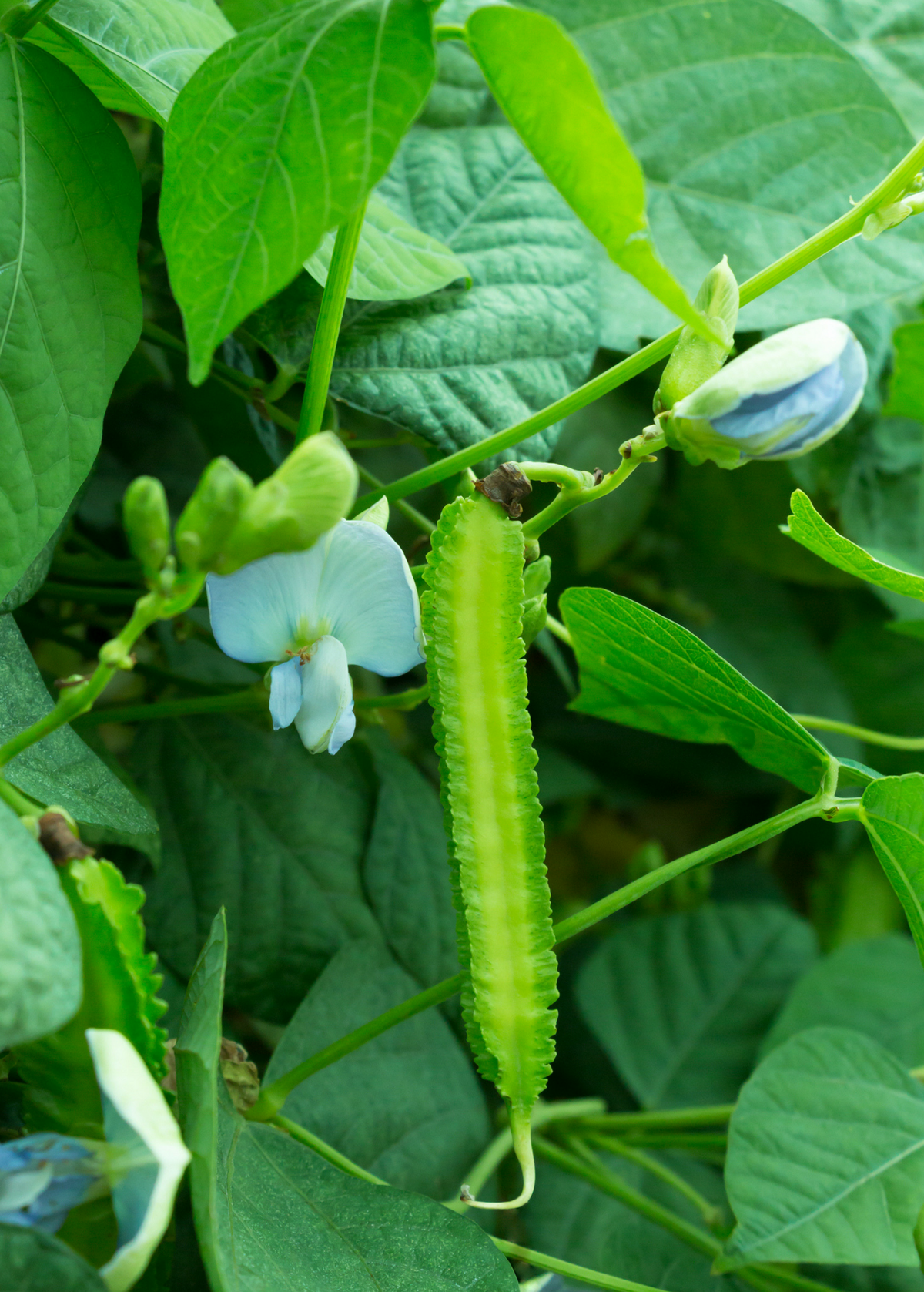 Winged Bean (Psophocarpus tetragonolobus)