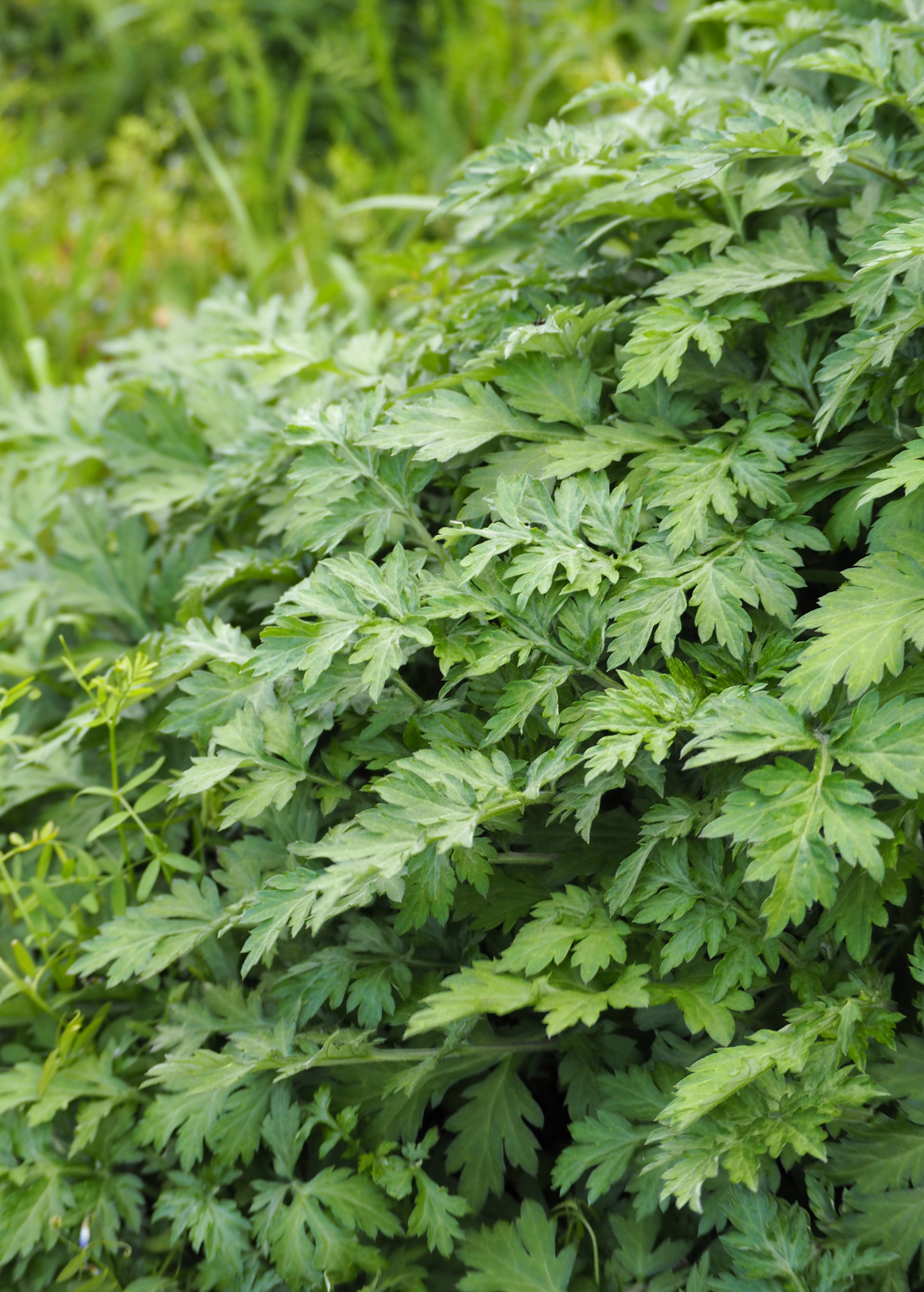 Yomogi (Artemisia princeps)