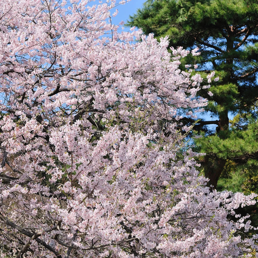 Yoshino Cherry Tree - 2ft Bare Root Flowering Tree, Pink-White Blossoms, Fast Growing Prunus x yedoensis, Ornamental Plant