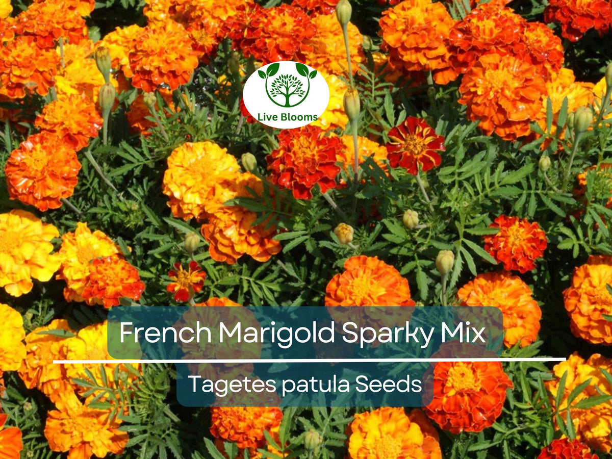 300 French Marigold Seeds - Sparky Mix, Non-GMO Dwarf Blooms, Tagetes patula, Red Orange Yellow Flowers for Garden Planting