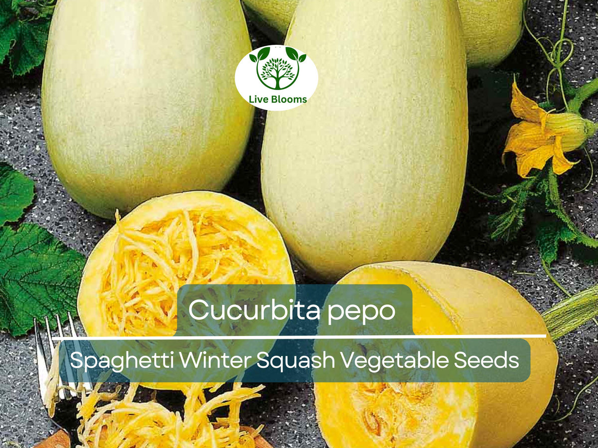 1000 mg Spaghetti Winter Squash Seeds | Cucurbita pepo | Heirloom Variety for Gardening & Healthy Pasta Alternative