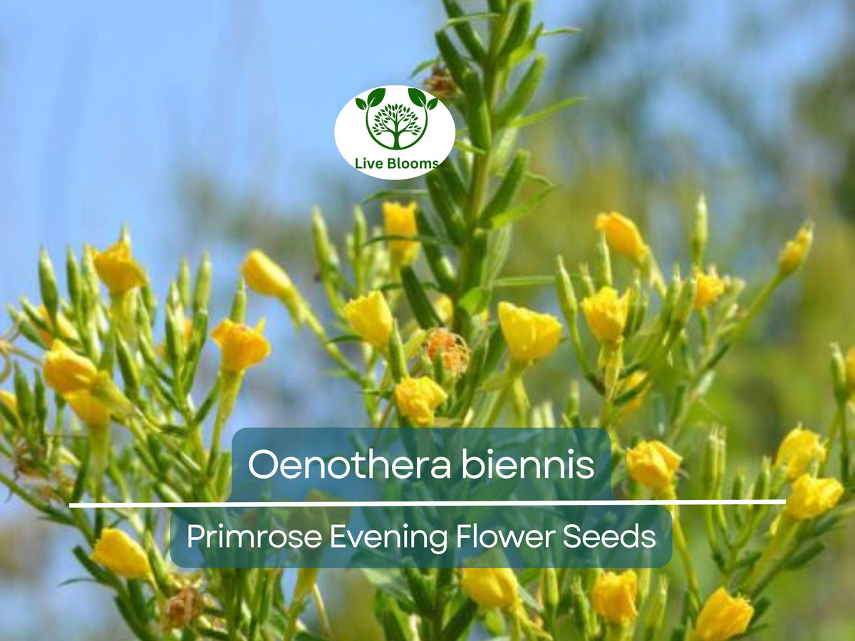 African Baobab Seeds - Pack of 10 Rare Planting Seeds - Adansonia digitata - Unique Gardening Seeds for Tropical Landscapes
