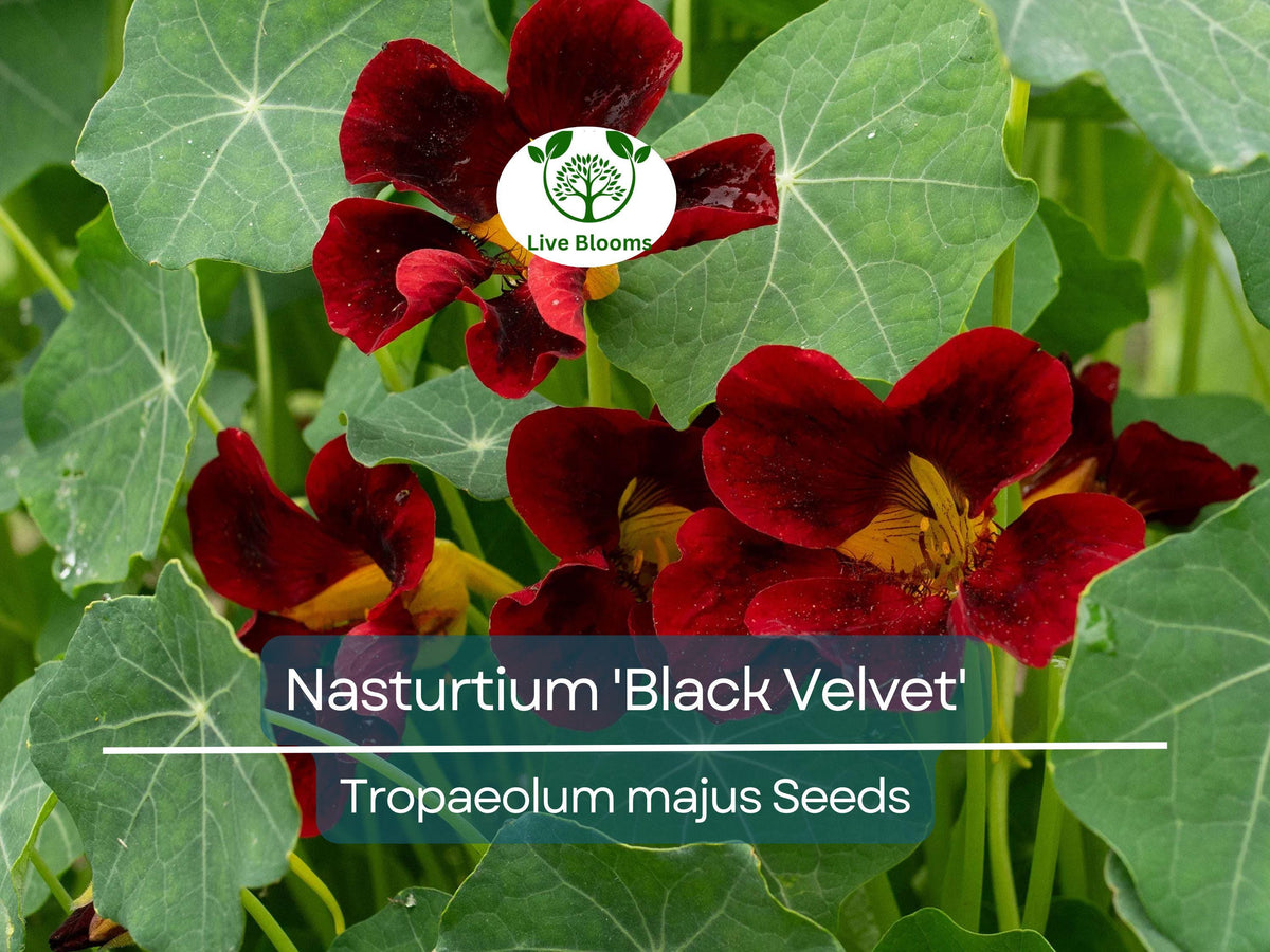 10 Heirloom Nasturtium 'Black Velvet' Seeds | Non-GMO Edible Flowers | Unique Black Blooms | Tropaeolum majus