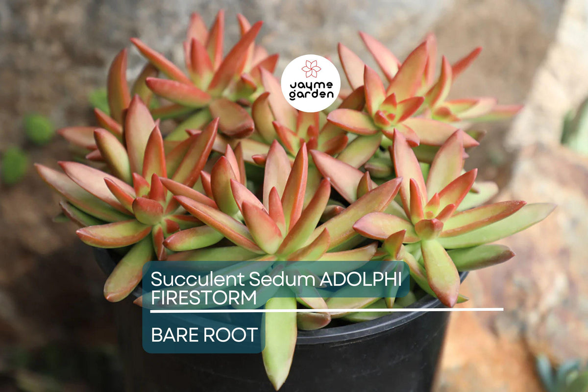 Christmas Cactus Starter Plant - Miss Shimano - Schlumbergera Truncata - Well-Rooted Indoor Cactus for Holiday Decor