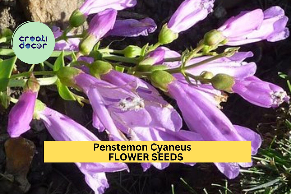 Christmas Cactus Starter Plant - Miss Shimano - Schlumbergera Truncata - Well-Rooted Indoor Cactus for Holiday Decor