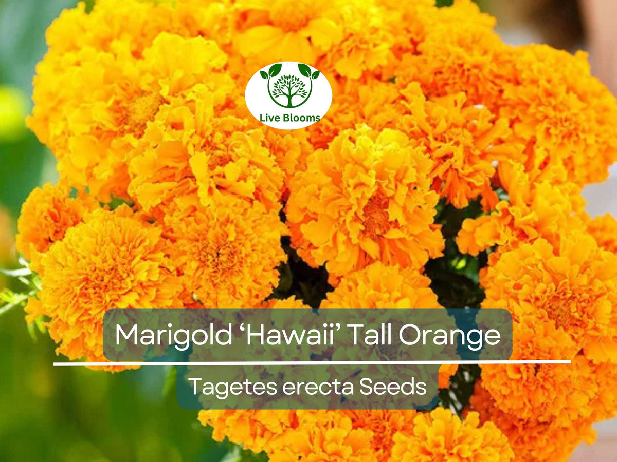 250 Seeds Marigold ‘Hawaii’ Tall Orange - Tagetes erecta - Non-GMO Double Blooms - Pollinator Friendly Garden Seeds