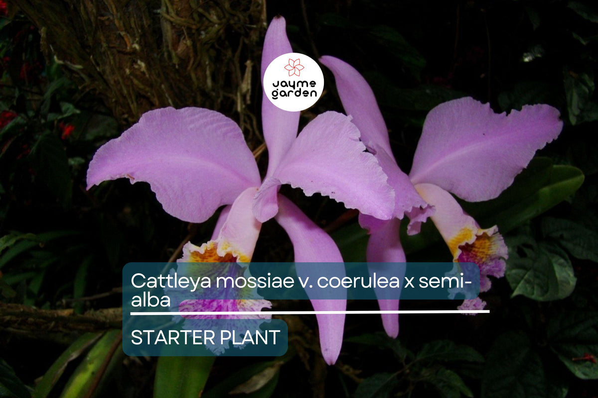 Christmas Cactus Starter Plant - Miss Shimano - Schlumbergera Truncata - Well-Rooted Indoor Cactus for Holiday Decor