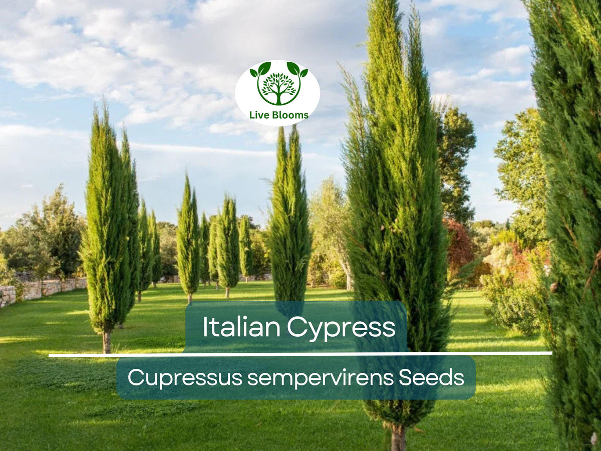 50 Italian Cypress Tree Seeds - Fast-Growing Evergreen (Cupressus sempervirens) for Privacy Screens and Landscaping