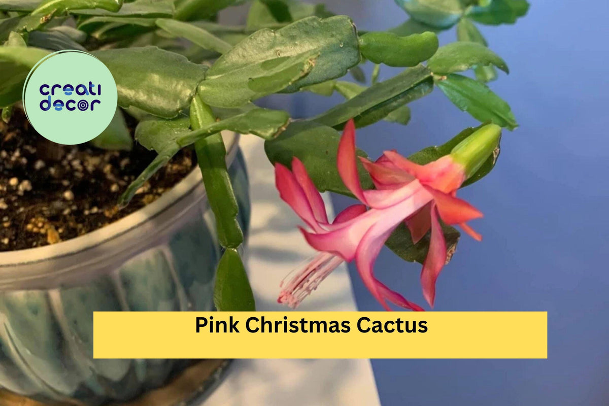 Christmas Cactus Starter Plant - Miss Shimano - Schlumbergera Truncata - Well-Rooted Indoor Cactus for Holiday Decor
