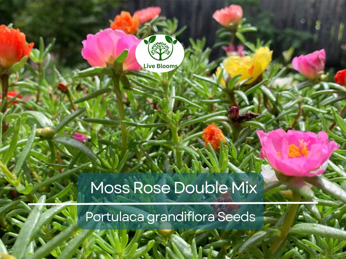 500 Seeds Moss Rose Double Mix Flowers, Portulaca grandiflora, Vibrant Peony Blooms, Pollinator-Friendly, Non-GMO, Easy to Grow