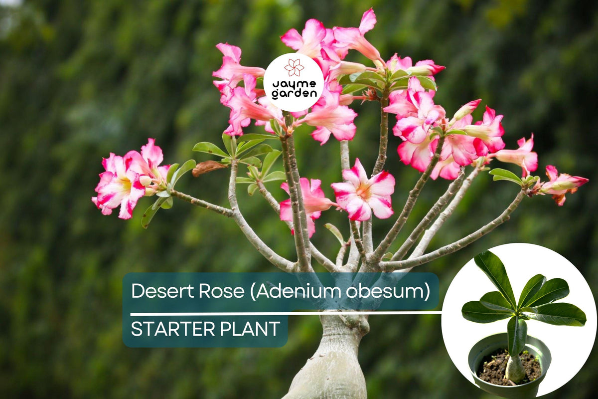 Christmas Cactus Starter Plant - Miss Shimano - Schlumbergera Truncata - Well-Rooted Indoor Cactus for Holiday Decor