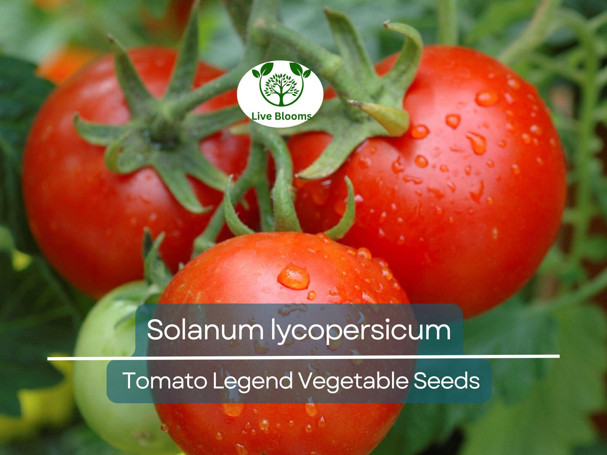 Tomato Seeds 100 mg - Legend (Solanum lycopersicum) Heirloom, Disease-Resistant, Early-Maturing for Gardening