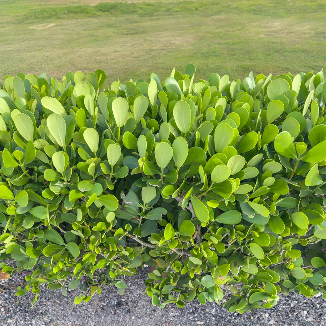5 Bare Root Clusia Plants - Autograph Tree (Clusia rosea) - Tropical Hedge - Air Purifying Houseplant - Low Maintenance