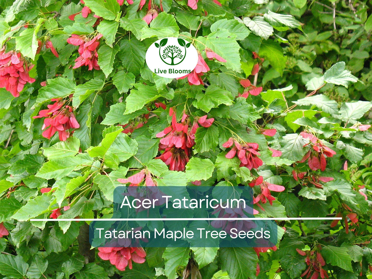Christmas Cactus Starter Plant - Miss Shimano - Schlumbergera Truncata - Well-Rooted Indoor Cactus for Holiday Decor