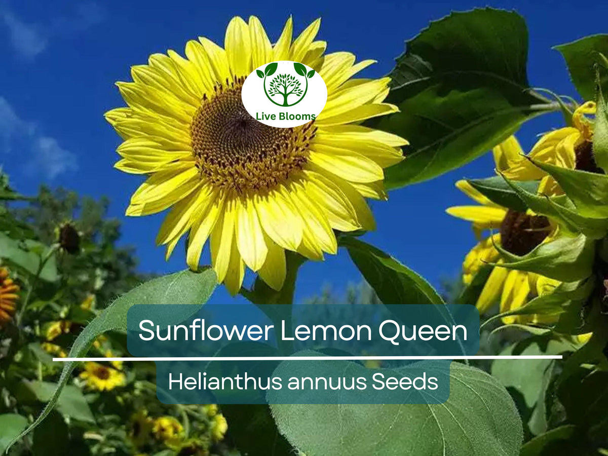 Lemon Queen Sunflower Seeds - 100 Non-GMO Helianthus annuus, Multiple Blooms, Cut Flower, Pollinator Favorite, Easy to Grow